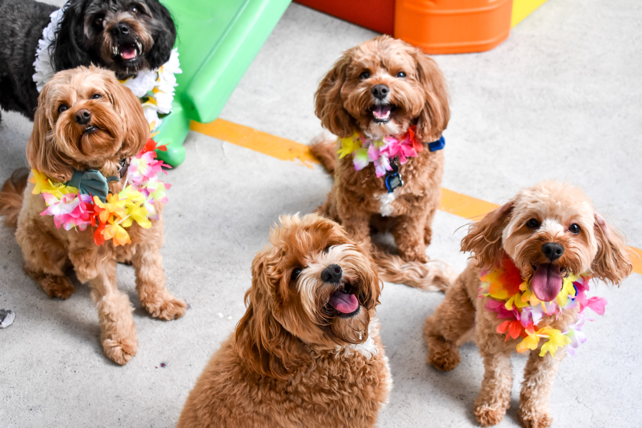 Our Story... Pamper and Play® Dog Daycare and Spa