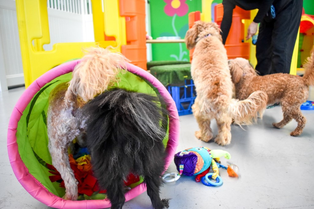 Pamper and Play® Dog Daycare and Spa Pamper & Play Dog Daycare and Spa
