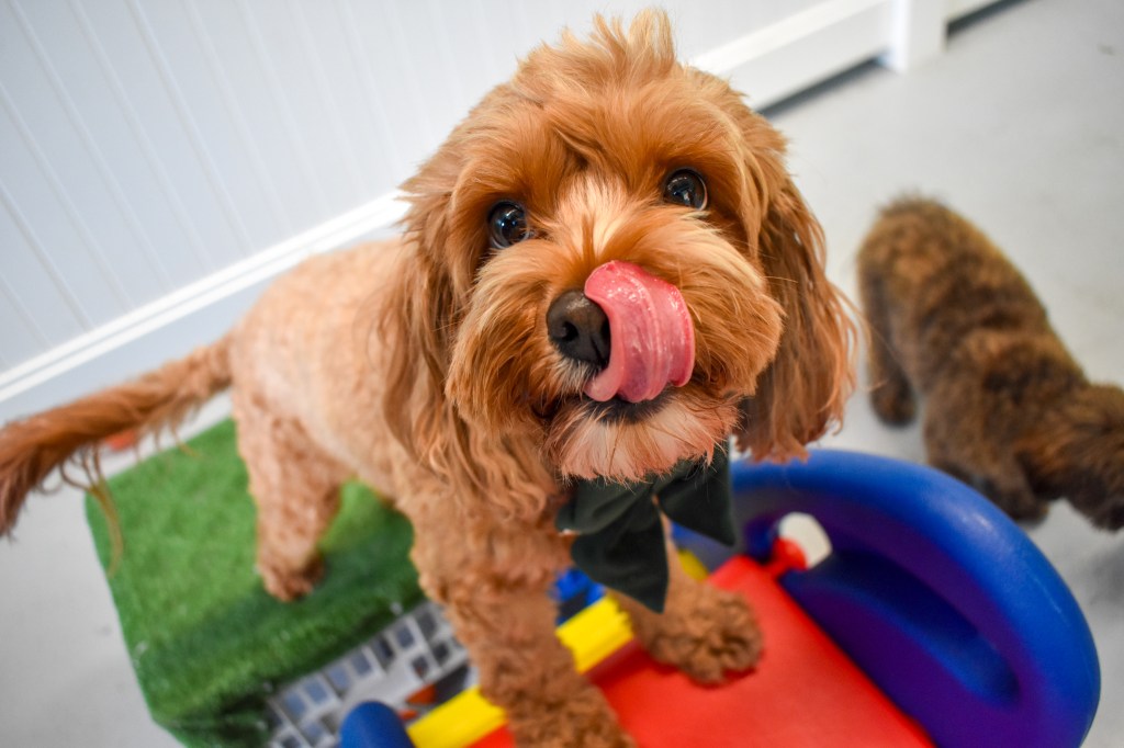 Pamper and Play® Dog Daycare and Spa Pamper & Play Dog Daycare and Spa